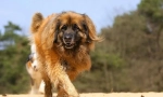 Leonberger (foto): domaća kopija lava njemačke krvi